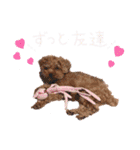 プードル犬マロン4（個別スタンプ：8）
