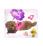 プードル犬マロン4（個別スタンプ：11）