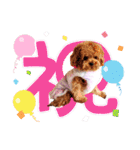 プードル犬マロン4（個別スタンプ：14）