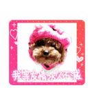 プードル犬マロン4（個別スタンプ：15）