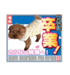 プードル犬マロン4（個別スタンプ：17）