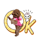 プードル犬マロン4（個別スタンプ：21）