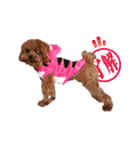 プードル犬マロン4（個別スタンプ：24）