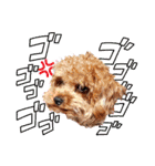 プードル犬マロン4（個別スタンプ：27）