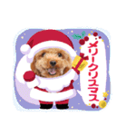 プードル犬マロン4（個別スタンプ：29）
