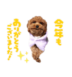 プードル犬マロン4（個別スタンプ：30）