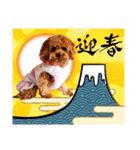 プードル犬マロン4（個別スタンプ：32）