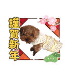 プードル犬マロン4（個別スタンプ：34）