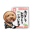 プードル犬マロン4（個別スタンプ：35）