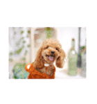 プードル犬マロン4（個別スタンプ：38）