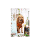 プードル犬マロン4（個別スタンプ：39）