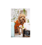 プードル犬マロン4（個別スタンプ：40）
