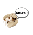 Jack_Russell_Terrier_（個別スタンプ：1）