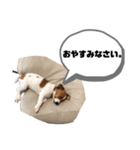 Jack_Russell_Terrier_（個別スタンプ：2）