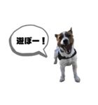 Jack_Russell_Terrier_（個別スタンプ：5）