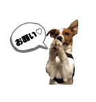 Jack_Russell_Terrier_（個別スタンプ：6）