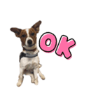 Jack_Russell_Terrier_（個別スタンプ：7）