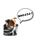 Jack_Russell_Terrier_（個別スタンプ：9）