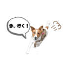 Jack_Russell_Terrier_（個別スタンプ：10）