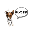 Jack_Russell_Terrier_（個別スタンプ：11）