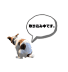 Jack_Russell_Terrier_（個別スタンプ：12）