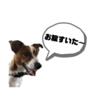 Jack_Russell_Terrier_（個別スタンプ：13）