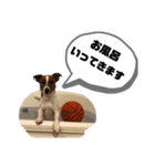 Jack_Russell_Terrier_（個別スタンプ：15）