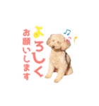 ジョーさん家のイッヌ2（個別スタンプ：10）