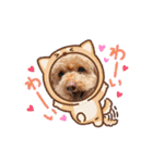 ジョーさん家のイッヌ2（個別スタンプ：16）