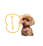 ジョーさん家のイッヌ2（個別スタンプ：22）
