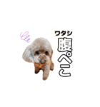 ジョーさん家のイッヌ2（個別スタンプ：24）
