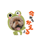 ジョーさん家のイッヌ2（個別スタンプ：28）