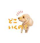 ジョーさん家のイッヌ2（個別スタンプ：29）
