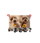 ジョーさん家のイッヌ2（個別スタンプ：30）