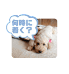 ジョーさん家のイッヌ2（個別スタンプ：31）