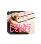 ジョーさん家のイッヌ2（個別スタンプ：33）