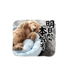 ジョーさん家のイッヌ2（個別スタンプ：34）
