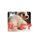 ジョーさん家のイッヌ2（個別スタンプ：36）