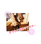 ジョーさん家のイッヌ2（個別スタンプ：39）