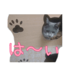 猫ネコねこ〜のスタンプ(4)（個別スタンプ：16）