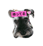ミニチュアシュナウザーのトムくん3（個別スタンプ：5）