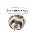 ぼくぽちゃまる！（個別スタンプ：16）