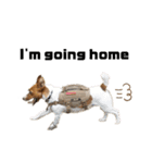 Jack_Russell_Terrier_2（個別スタンプ：1）