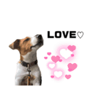 Jack_Russell_Terrier_2（個別スタンプ：9）