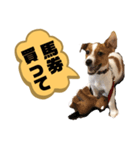 Jack_Russell_Terrier_2（個別スタンプ：16）