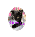 ジジキキちゃん（個別スタンプ：1）