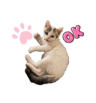 ジジキキちゃん（個別スタンプ：8）