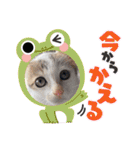 ジジキキちゃん（個別スタンプ：9）