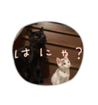 ジジキキちゃん（個別スタンプ：13）