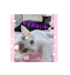 ジジキキちゃん（個別スタンプ：15）